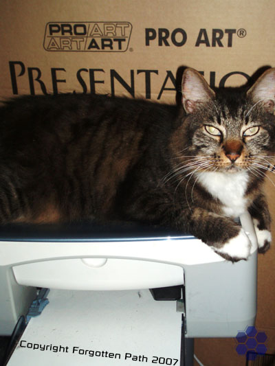 Printer Katze